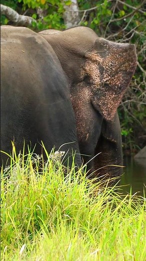 “Hungry Elephants Enjoying a Peaceful Grass Feast 🐘🌿” #elephant