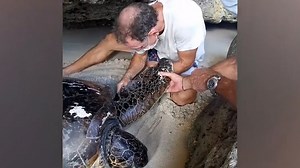 211K views · 616 reactions | This turtle just got by with a little help from his friends.  | Humankind | Facebook