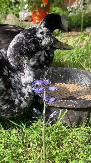 Here’s a nice close up of the Oreo cookie twins 👯‍♀️hanging right next to me :) They’re definitely better about chilling and staying close in the afternoon, which I appreciate greatly after a long day at work. They’re both in good spirits and Otter seems like she’s feeling better for sure. | Dusty and Otter Duck