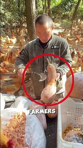 Natural Chicken Rearing Method🐓🤯#farm