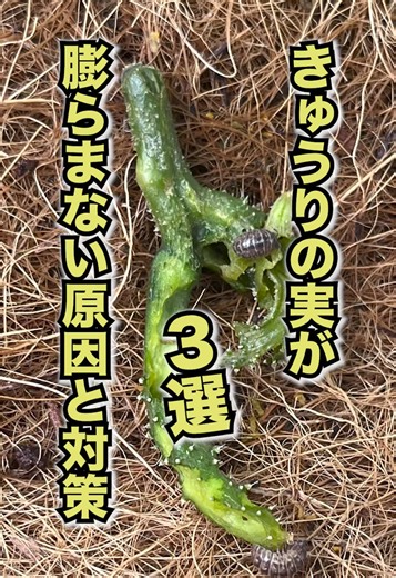 きゅうりの実が膨らまない原因と対策