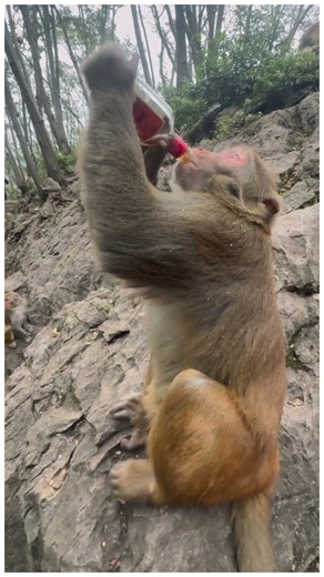 This Monkey Brother can handle it first, give it to the Land God to drink.