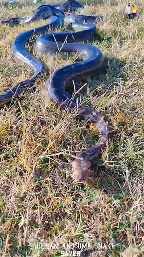 Shubham and Uma kumar on Instagram: "PythonJust listen it #snake#snakes#snakeawareness#snake#wildlifephotography#wildlifeplanet#wildlife#wildanimals#reelsindia#reels#reel#viral#beautiful#snakesofinstagram#lovesnakes❤️#lovenature#love#treanding#indiansnakes#photooftheday#viral#natural#real#python#bigsnake#reelitfeel❤️#reelofinstagram#snakereels#viral#wildlifephotography#viralreels#natural#lovenarure鹿"