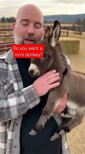 Mini Donkey Breeder - MINI LIVESTOCK FARM