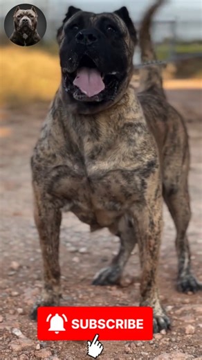 STUNNING Puppy Evolution: Tiny DOG BECOMES POWERFUL BEAST 🔥 | #MegaMutts