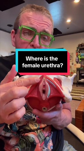 Replying to @Bailey Replying to @Bailey let’s talk about where the female urethra is (or isn’t). Because “normal” placement has way more variety than people know about. #TikTokLearningCampaign #todayilearned #anatomy #science #medical