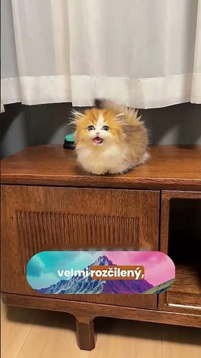 Tahle Kočka Neposlouchá Pánička #kočka #sponžik