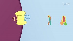 Video: Regulation of Nuclear Protein Sorting