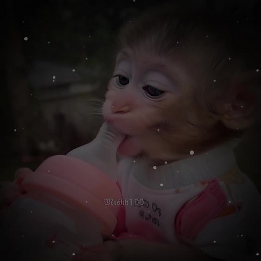 Smiling Baby Monkey Memes: A Compilation of Joy
