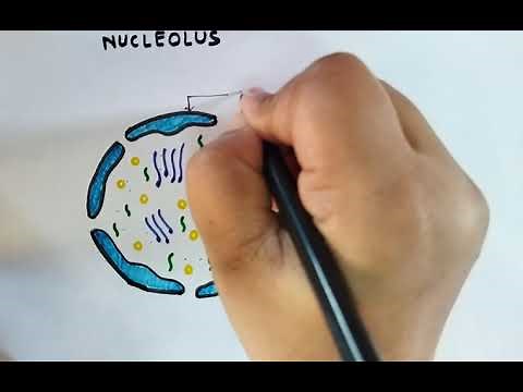 How to draw Nucleolus| colour Diagram