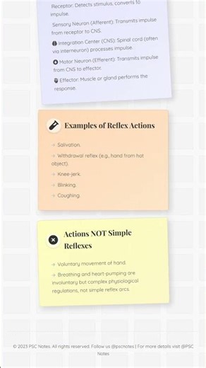 Reflex Actions: Components and Types
