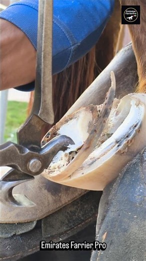 “Clean cut. Perfect balance. Happy horse. 🐎✨”