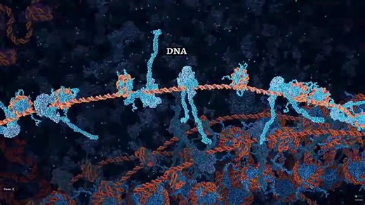Incredible.🤯 This is the DNA Repair System. Look how many parts work together to make the system function. Nothing humanity will ever create can get remotely close to the precision and engineering masterpiece of the body. 🫡 Without DNA Repair, mutations in DNA would completely destroy its functionality very quickly - it would degrade rapidly into non-functional junk. Which means, the DNA Repair System would have to have been around since the very beginning of Life; DNA and the Repair Systems w