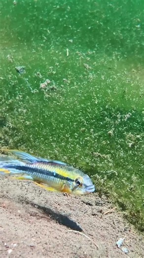 Aquarium Co-Op / Local & online aquarium supplies + education on Instagram: "Do you know which apisto this is? From Belterra, Brazil creek. #apistogramma"