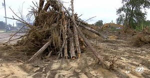 Trees blown down by Hurricane Michael spark wildfire concerns in the Big Bend
