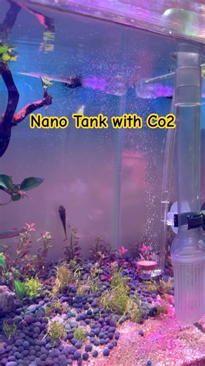No more a low tech plant. Nano tank with Co2. #co2 #plantedtank #lowtech #otocinclus #plants #vibe