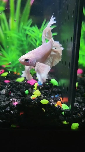 Relaxing Beta Fish Swimming Video