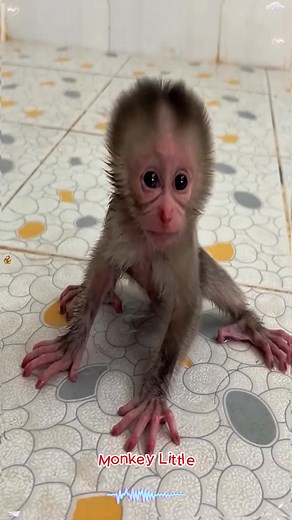 Baby Monkey Enjoys Bath Time Fun