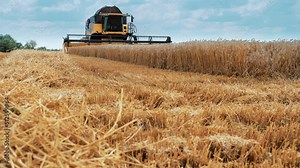 Harvester machine to harvest wheat field working. Combine harvester agriculture machine harvesting golden ripe wheat field. A field after a harvest. Combine harvester working on a wheat field.