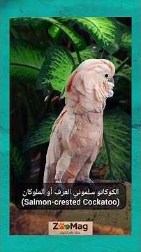 رحلة في عالم الكوكاتو: من الكوكاتيل الصغير إلى كوكاتو النخيل العملاق (Exploring Cockatoos)
