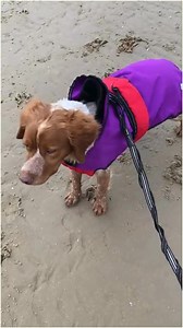 Breton & Spaniel Rescue on Reels