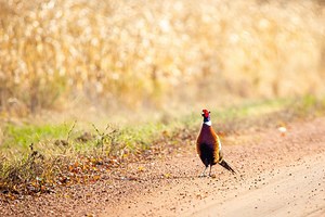 South Dakota road hunting laws most permissive in the Great Plains