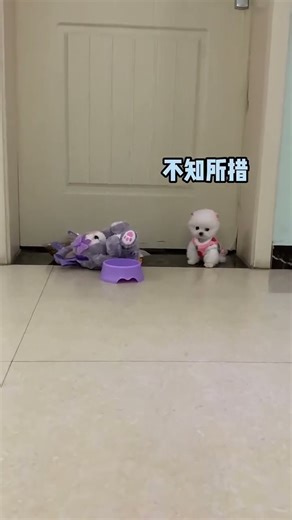 Teacup dog breeds / teacup puppies 🐕 #shorts #dog #Cute #Teacup #Puppy