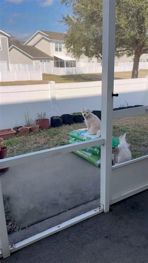 Caramelo thinks he's the lion king 🤣 #yorkipoo #dog #dogshorts #doglife #dogmom