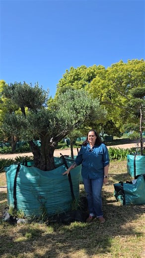This is living art. Very old and beautifully styled Bonsai olive trees available. One of a kind, limited edition. You deserve something special like this. Get in touch. #treessouthafrica #olivetrees #oldtreesforsale | Trees South Africa