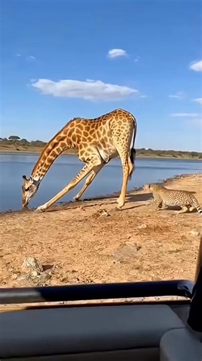 8.7K views · 37 reactions | A surreal glimpse into the wild you've never seen before. Al brings the thrill, charm, and a touch of comfort from nature straight to you One short a day-pause, breathe, and feel the wild #trending #aianimal #animal #aiworld | ASMR.com | Facebook