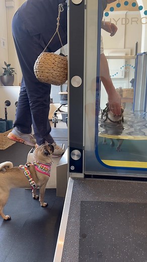 Biggie Smalls trot, trot, trot… He likes hydrotherapy underwater treadmill a lot.. His little deformed legs and body go very fast… Perhaps the treaties help with his exercising task… Hydrotherapist Laura at Sea Wolf Canine Health helps keep him moving and enjoying life.. He can walk very far and fast underwater but if he tried to do the same on the footpath his legs wouldn’t cope and he would be in strife.. He’s now 5 months post bilateral luxating patella surgery (yep both his knees underwent s