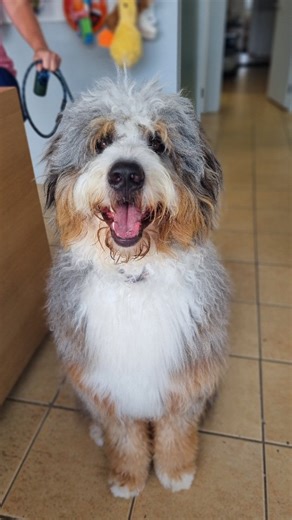 We’re so excited to introduce our new IDEXX inVue 🧪✨ This cutting-edge, AI-powered technology was only released in November 2025, and we’re incredibly lucky to be one of the first clinics to have this in-house. inVue analyses ear cytology and blood morphology without the need for a microscope, allowing our nurses to run tests while our vets continue consults, with results often ready by the end of the appointment, depending on the case. Faster answers, smoother visits, and truly next-level care