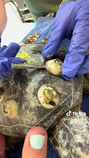 If you loved our 2025 barnacle removals... here’s the ultimate satisfying rewind ⏪ ✨ Starring Molly, Radio, Toaster and Benson🎬 These barnacle removals were literally some of our most-watched moments of 2025.🤌🐢 The transformations are incredible🫧 #satisfying #barnacle #seaturtle #stem #explore rescuerehabrelease theturtlehospital