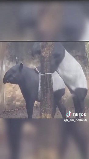 Nature's Mating Rituals: Fascinating Animal Behavior