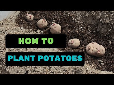 How to Plant Potatoes [Step by Step Guide]