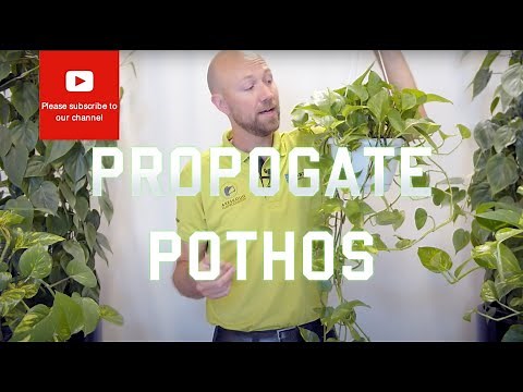 3 easy ways to propagate Pothos Epipremnun Aureum
