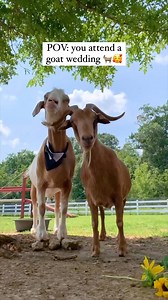 43K views · 1.1K reactions | Love is in the air at The Gentle Barn!...