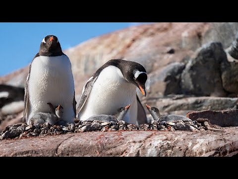 Amazing Nature - Penguin Giving Birth In The Wild