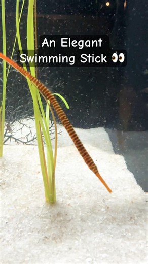 Swimming Banded Pipefish 😍 #fish #aquarium