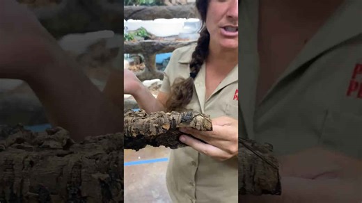 This is a Tailless Whip Scorpion? Did you know there are over 150 different species of scorpions??