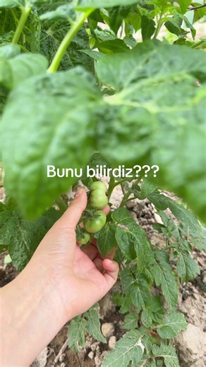 Heç belə etmisiz??? @aviasales.az #reklam #yemək #bostan #əkin #əkmək