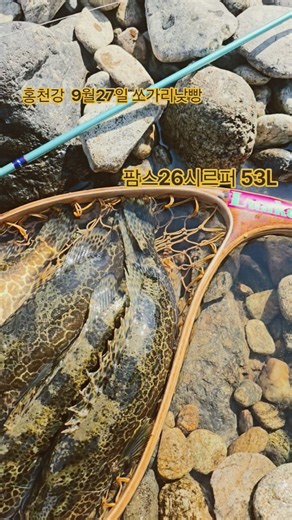 홍천강 쏘가리낮빵. 사악한입질이 시작되는 시기...
