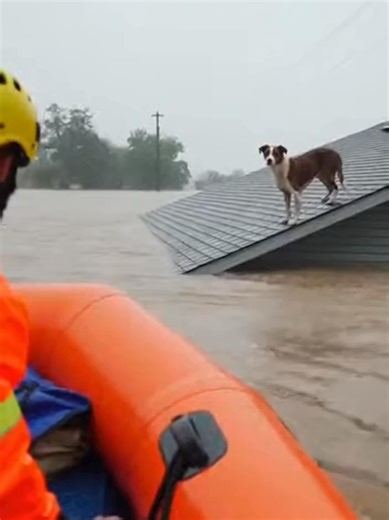 Flood Rescue: Dog Trapped on Roof Saved Just in Time #dogrescue #animalrescue #flood #rescue #aivideo #cinematic #inspiring #teamwork A cinematic AI-generated rescue scene showing a stranded dog saved during a severe flood. A rescue boat reaches a submerged home, a rescuer risks everything, and teamwork brings relief. Fictional reenactment created for awareness and storytelling. No harm involved. Family-friendly.