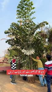 Fishtail palm tree 🏝️ دنیا کا خوبصورت پام کا پودا | Plants Paragon Pattoki