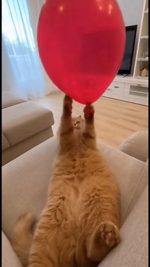 16M views · 130K reactions | Balloon Fun Turns Chaotic for Cat How does a cat's playtime end in chaos? Generated using Kling AI . . . (For entertainment purposes only. Consult professionals if guidance on activities is presented. No brand affiliation is implied if any are shown. If inspired by true events, creative adaptations may be included. Content may include public footage.) | Fabiosa Life | Facebook