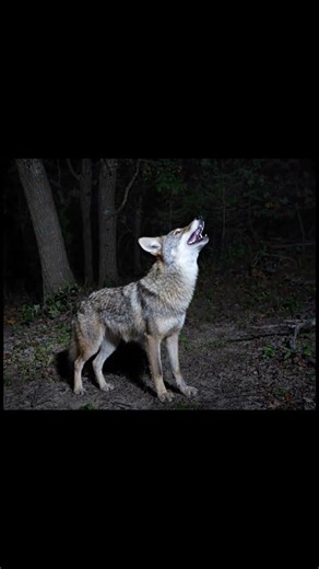 Coyote Sounds of Howling and Barking | Canis latrans Sounds | asmr #coyote #asmr #fox #ai