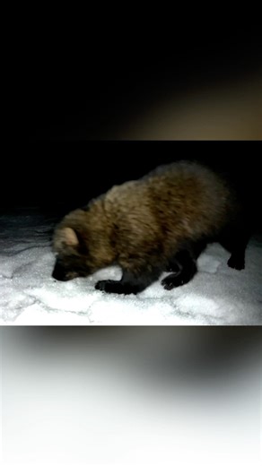 Fisher visits in the snow ❄️ #wildlife