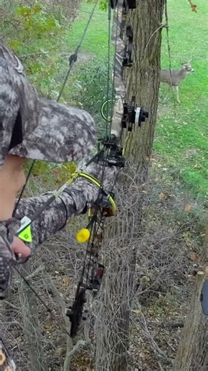 The Easy Greens food plot system is an ALL-IN-ONE (Seed Fertilizer) perennial system designed to help maximize the volume and attraction of your food plot. Featuring a blend of premium clovers paired with chicory, Easy Greens blankets the terrain with lush greens that come back year after year. This system does not require tilling, making it a simple and easy option to establish a quality food plot. | Illusion Systems