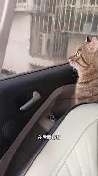 Home for the Holiday: Douzi's Heartwarming Journey to Hometown