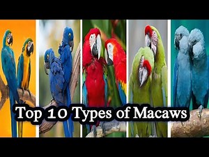 The Most Beautiful Macaws on Earth